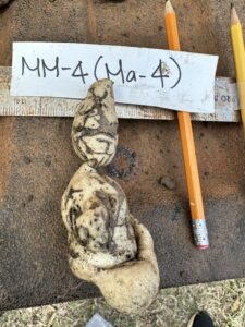 damaged sweetpotato