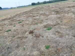 Figure 1: Seedling evaluation of Kura clover at EV Smith Research Center, Tallassee, Alabama in 2023. Each spaced plant is a unique Kura genotype. 