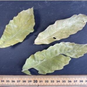Leaf Tissue