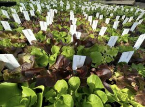 Participant A’s rows of green and purple lettuce labeled and ready for sale.