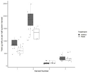 Series of boxplots comparing yields of lettuce per half system harvest. 