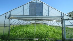 Moveable high tunnel with cover crops