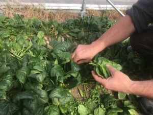 A farmer harvesting a spinach leaf by hand, pinching a leaf off at the stem. The farmer holds a handful of harvested spinach leaves in the other hand.