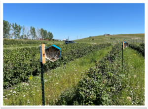 Osmia nest shelters in a currant field