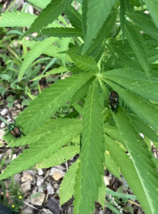 Japanese beetles on hemp plant