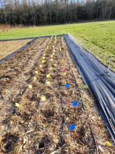 March 2022 Strawberry bed