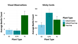 Figure showing that far more beetles were visually observed on the mustard trap crop than on any collard greens, while this difference was not present in sticky card data