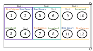 12 mesocosms are split across 3 blocks with one replicate of each plant treatment within each block.