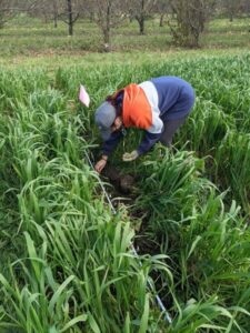 Garlic planted in cover crop trenches