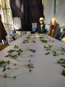 Table with plants spread out in front of two people