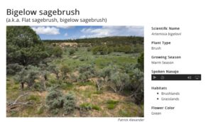 Image of Bigelow sagebrush with side bar showing its characteristics