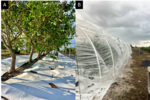 Southern highbush blueberry plants protected with a Tyvek soil moisture barrier (A) and a polyethylene rain shelter (B).