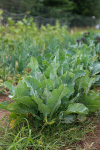 Non-mulched Plot 