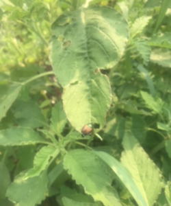 Japanese Beetle Observation