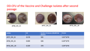 OD to CFU determination for Avibacterium paragallinarum vaccine strains AP36_OH_21 and AP37_OH_21 and the virulent strain AP10_DEL_20 after second passage