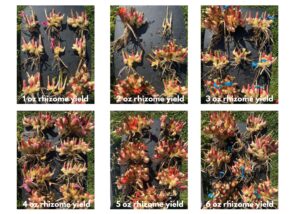Visual differences in plants sizes from different seed rhizome sizes
