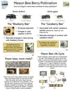 poster with photos of mason bees and information on their management potentials in different crop types.