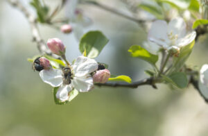 Mason bee on apple flower