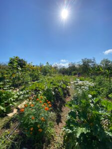 Plot Apprenticeship