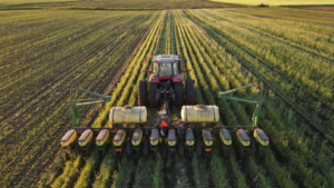 Planter Planting in Between Rows of Cover Crops