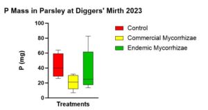 Figure 13 shows parsley P mass at the end of the experiment with a trend highest in the control followed by endemic mycorrhizae, followed by the commercial mycorrhizae.