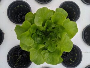Trial lettuce
