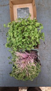 Photo showing closeup of live kohlrabi in a Ready Cycle clam and a berry basket after 1 week in the fridge. The kohlrabi in Ready Cycle looks fresh, maybe a little moist. The berry basket micros are wilted and faded. 