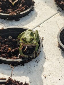 Chorus frog that study is based on