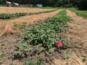Picture shows young sunflower planting within the test plot area that is designated by pink flags. 
