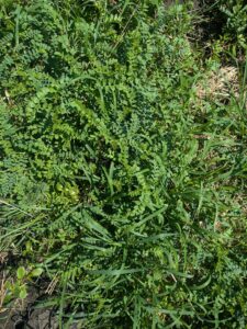 Chickpea plants showing good germination, but weed pressure encroaching.