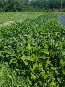 Young cowpea test crops. 