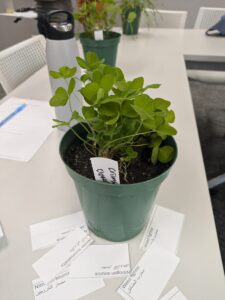 A pot of clover crimson clover used in class as part of a cover crop benefits matching activity sits on a desk. Small sheets of paper surround the pot with different cover crop benefits written on them. 