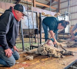 Female sheep shearer being instructed by professional sheep shearer