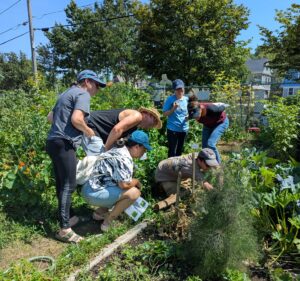 Pest Walk V_ Scouting the pest