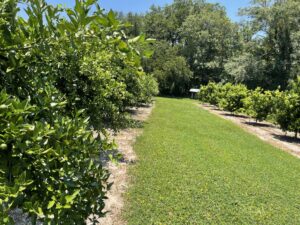 Our preliminary work to check the performance and establishment of perennial peanut in citrus production system in north Florida