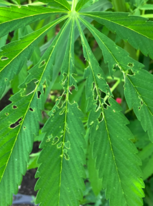 Leaf damage by Japanese beetle. No trace of other bugs or insects on the hemp plants leading up to this documentation