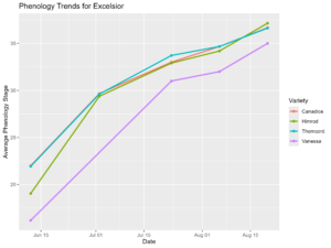 Phenology graphs for Excelsior vineyard in 2024