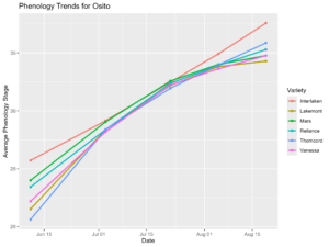 Phenology graph for Osito vineyard in 2024