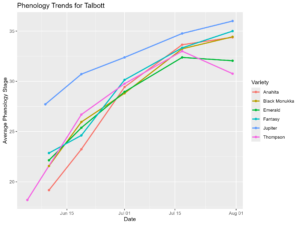 Phenology graph for Talbott vineyard in 2024