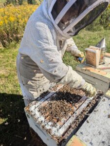 Lead investigator Justine sprinkling powdered sugar laced with oxytetracycline treatment along the top deep frames of a honeybee colony.