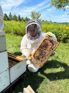 Lead investigator Justine pulling out a colony frame to inspect it.