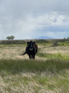 Photos of Phragmites and virtual fencing photos and 2026 Ag Educator range camp flyer