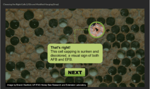 Diseased honey bee cells with text