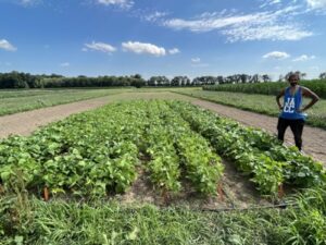 Momin Mirza, summer worker at Pinney PAC, stands at the dry bean plot after a long day weeding the bean plot. Photo provided by Liz Maynard.