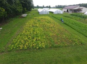  Rains late in the growing season resulted in a flush of weeds as the canopy was dying back in the dry beans at PSF, 8/11/23.