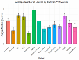 A bar graph