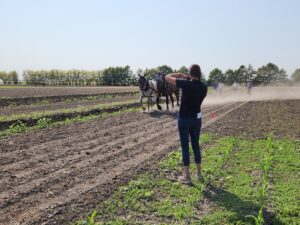 Planning team member Sarah Brackney (ANR, Daviess County) records draft horses in action during the MMWCFD.
