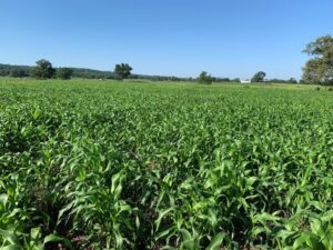 Sorghum Sudan Grass Only