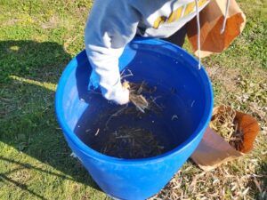 Manually threshing whole dry bean biomass using a 55-gallon drum.