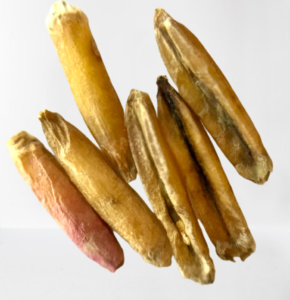 Kernza seed with pin Fusarium visible